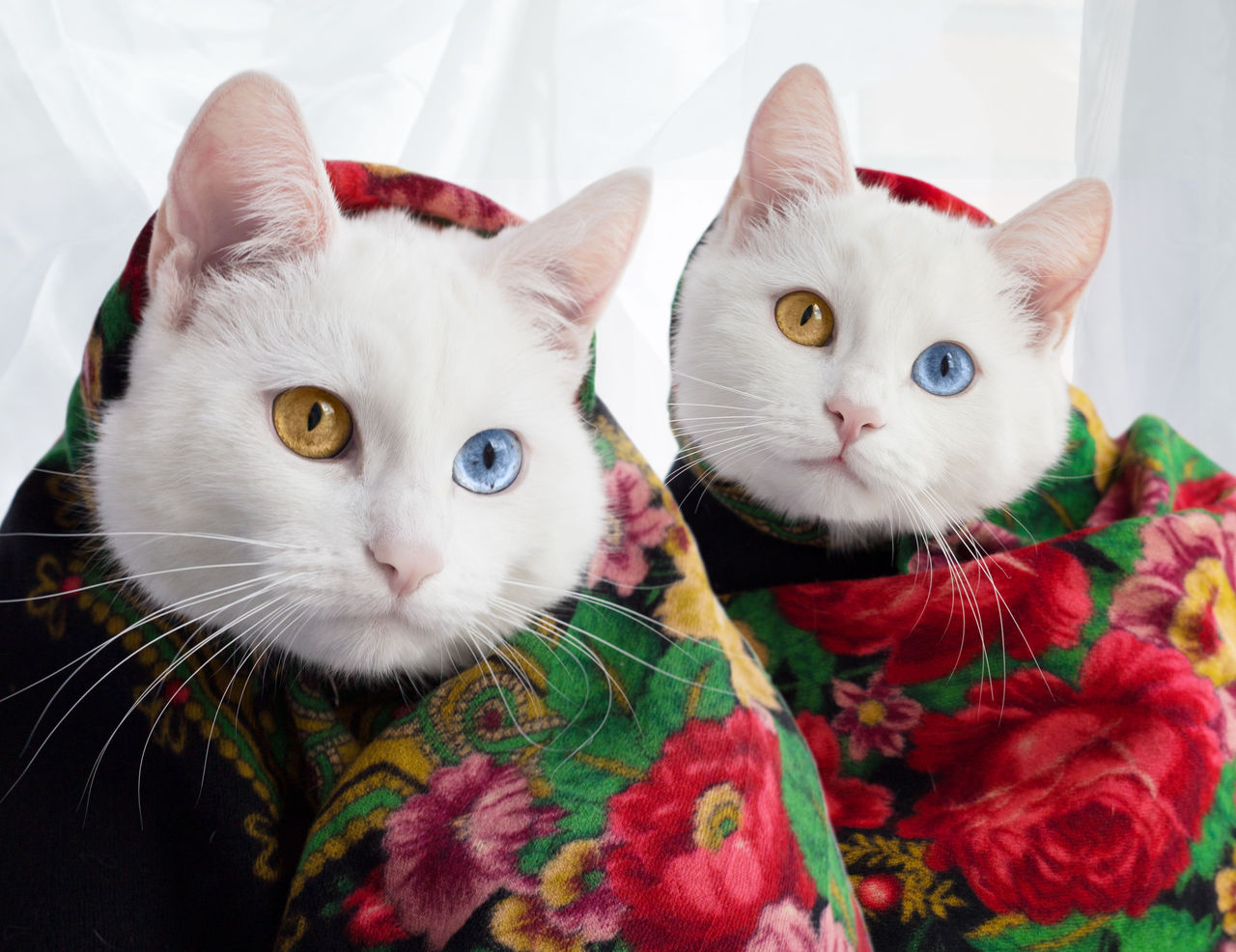 Петербургские кошки-Близнецы Абис и Айрис